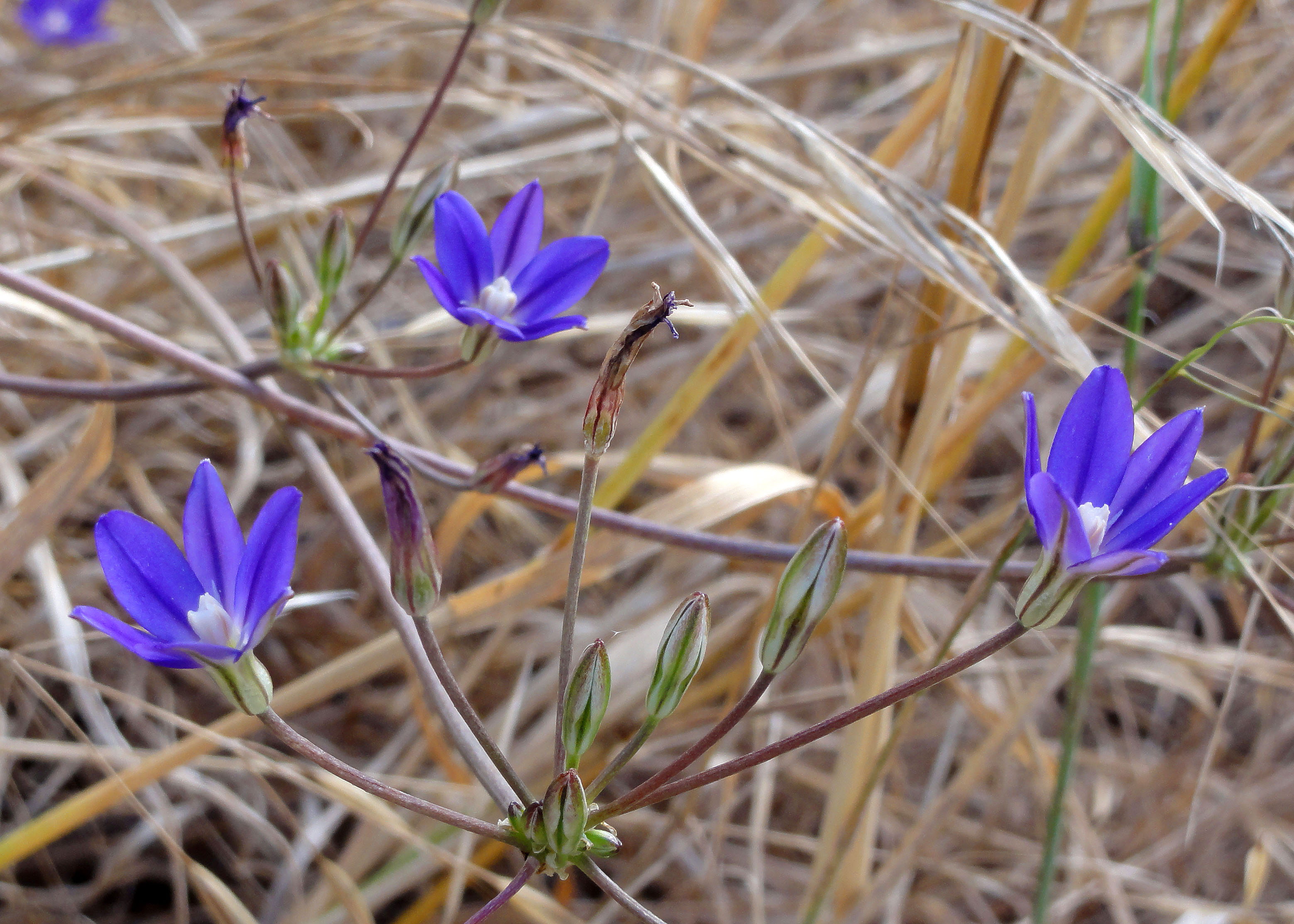 Thread Leaved Brodiaea Brodiaea Filifolia 
